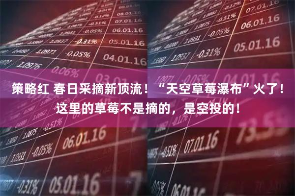 策略红 春日采摘新顶流！“天空草莓瀑布”火了！这里的草莓不是摘的，是空投的！